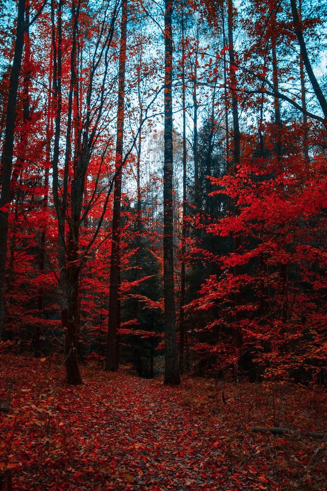 Red Trees Valley